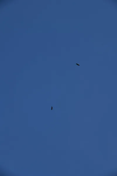 DSC_0271 (Large).JPG